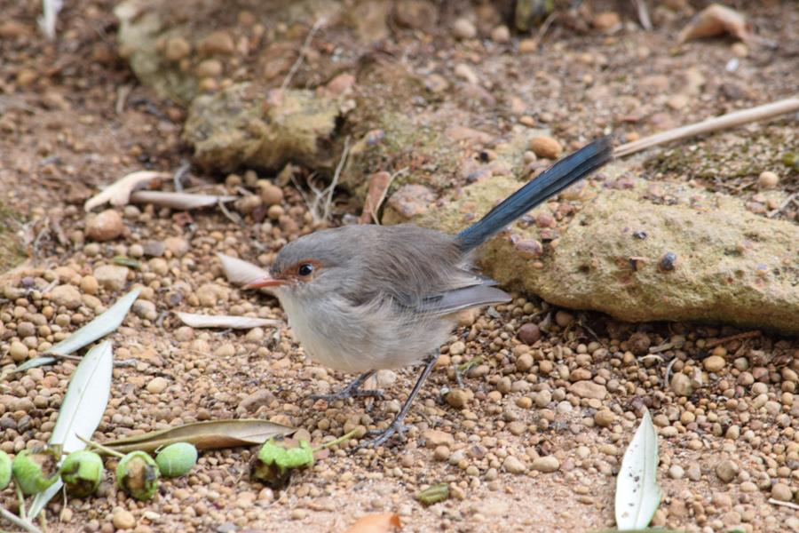 Wren fairy - -020.JPG